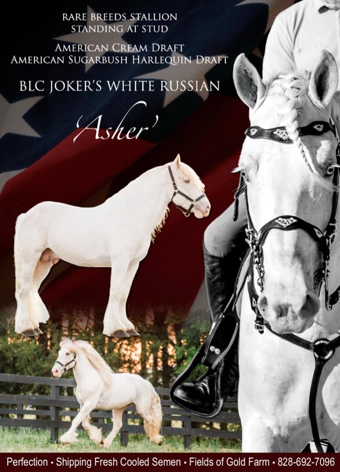 BLC Joker`s White Russian - American Cream Draft Stallion